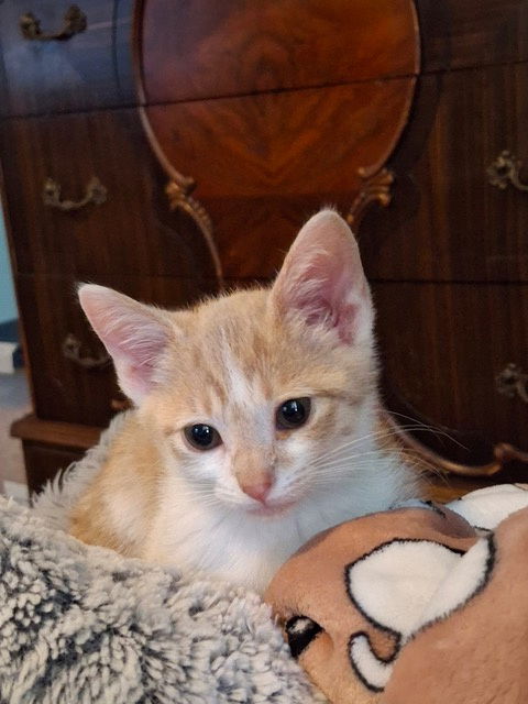 Winky KITTEN
