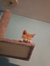 Winky KITTEN