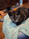 Blinky KITTEN