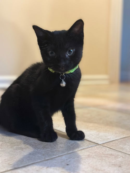 Hershey's Mounds KITTEN