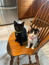 Hershey's Mounds KITTEN
