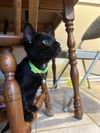 Hershey's Mounds KITTEN