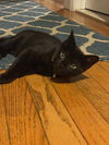 Hershey's Mounds KITTEN