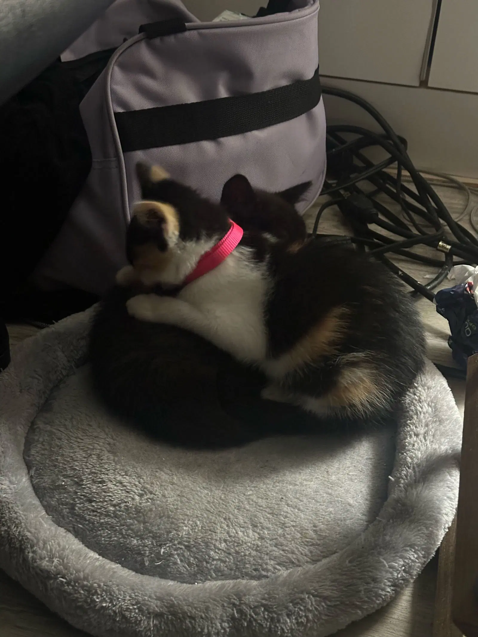 Snickers image 4