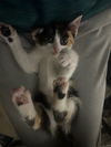 Hershey's Snickers KITTEN