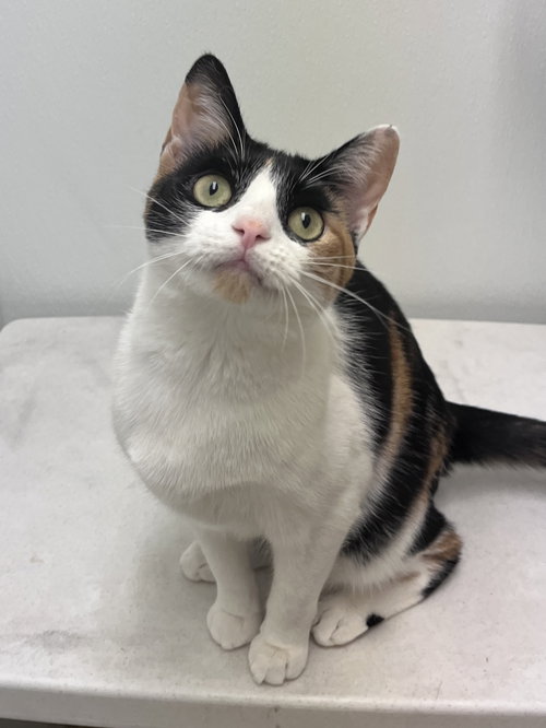 Hershey's Snickers KITTEN