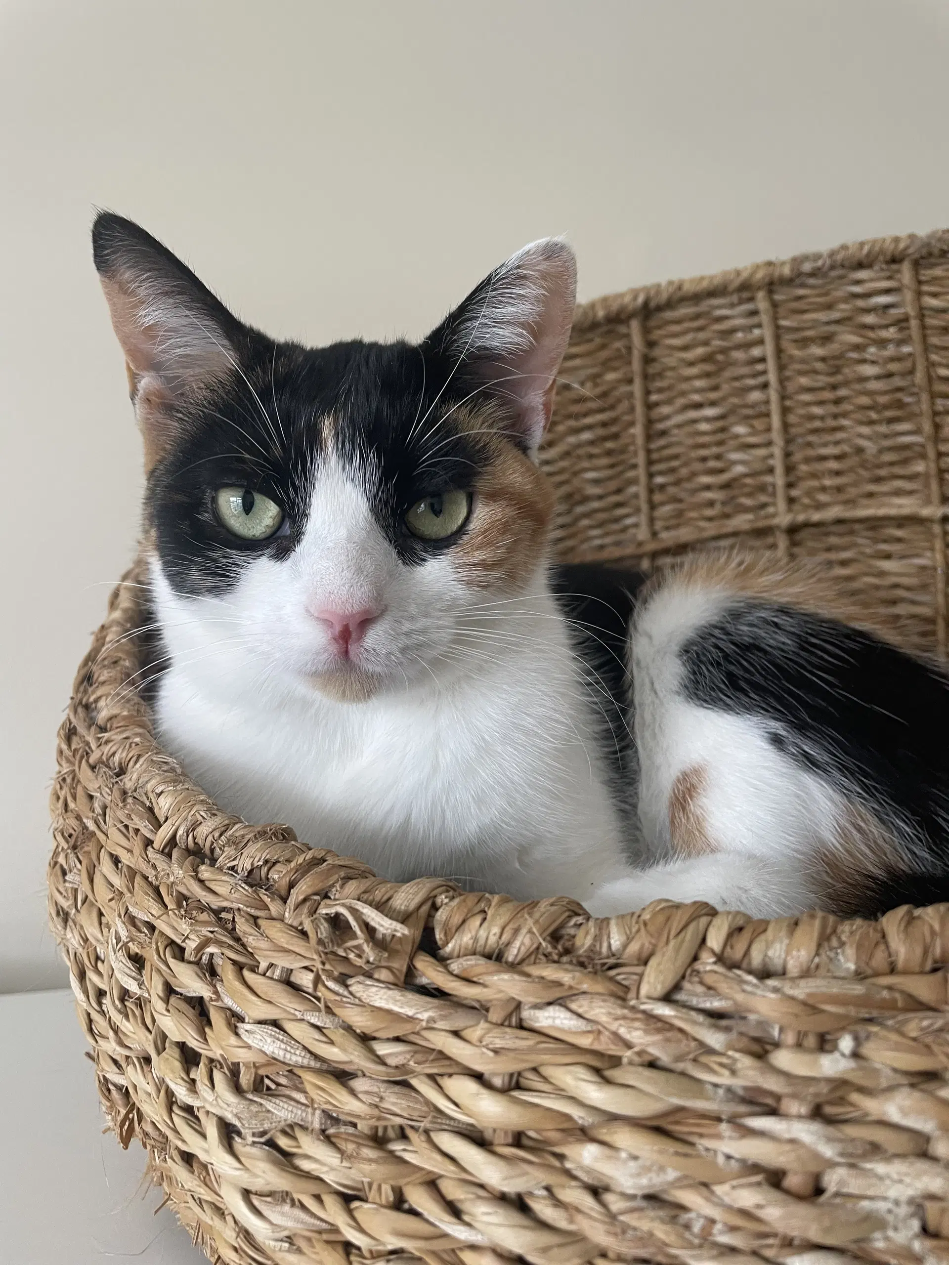 Snickers - Domestic Short Hair