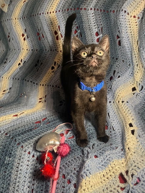 Hershey's Twix KITTEN