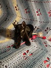 Hershey's Twix KITTEN