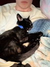 Hershey's Twix KITTEN