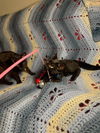 Hershey's Twix KITTEN