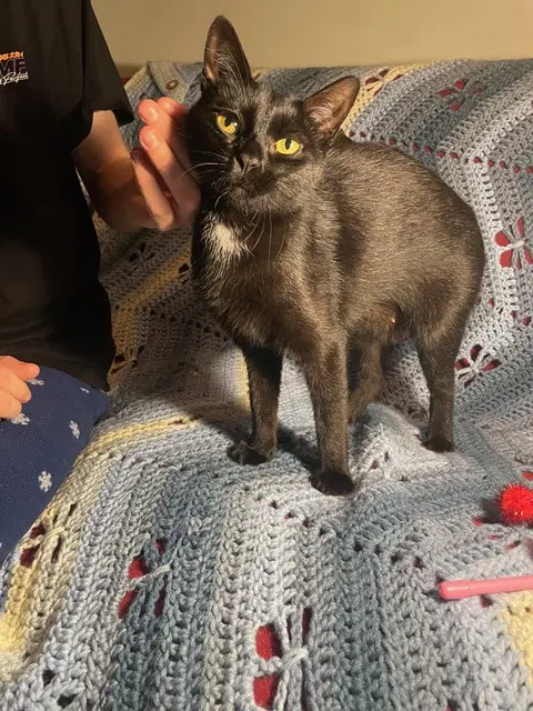 Hershey - Domestic Short Hair