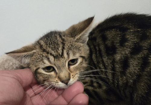 Fife KITTEN