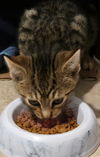 Fife KITTEN