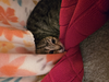 Fife KITTEN