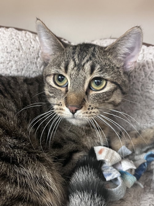 FIFE RM - Domestic Short Hair available for adoption