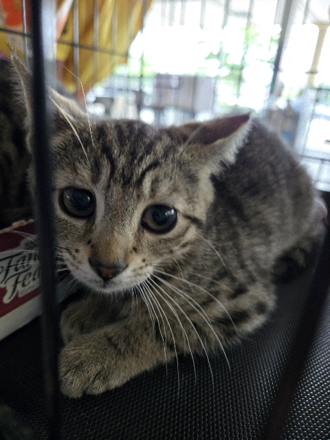 Banski KITTEN