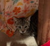 Banski KITTEN