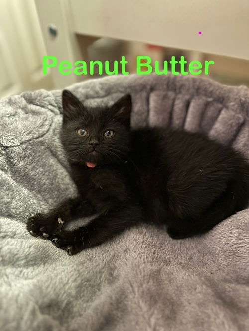 Peanut Butter KITTEN