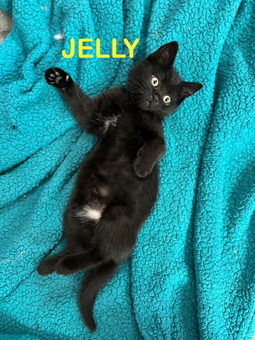 Jelly KITTEN