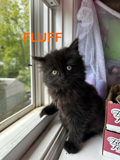 Fluffy KITTEN