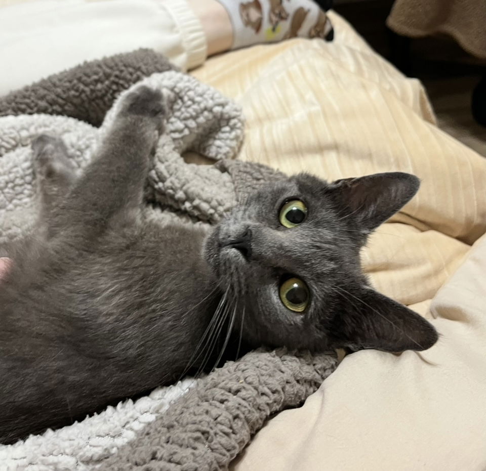 adoptable Cat in Rockaway, NJ named Ella KITTEN
