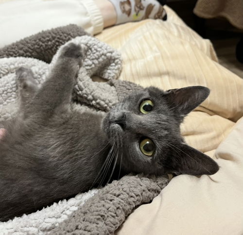 Ella KITTEN