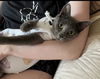 Ella KITTEN
