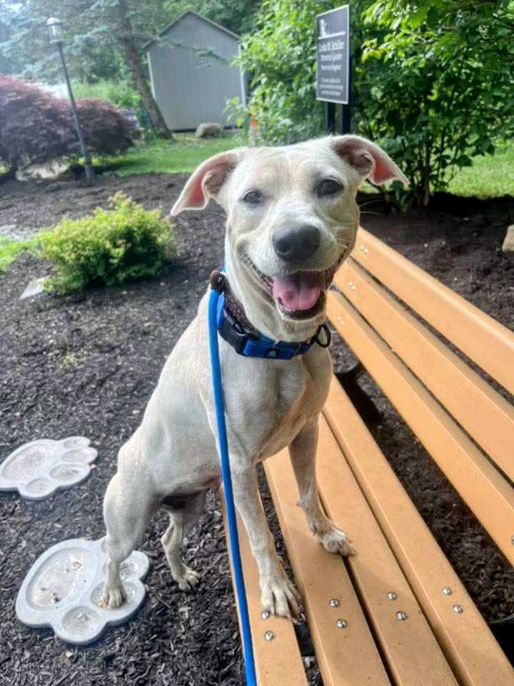 adoptable Dog in Rockaway, NJ named Guava GCH