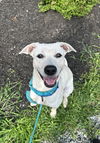 adoptable Dog in  named Guava GCH