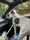 Bandit NJ