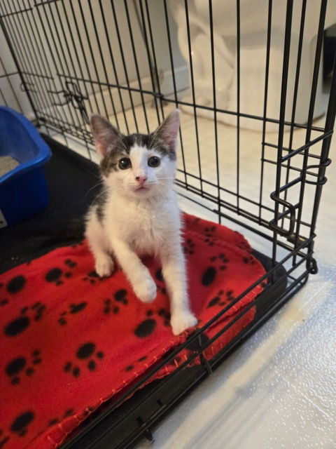 adoptable Cat in Rockaway, NJ named Paisley KITTEN