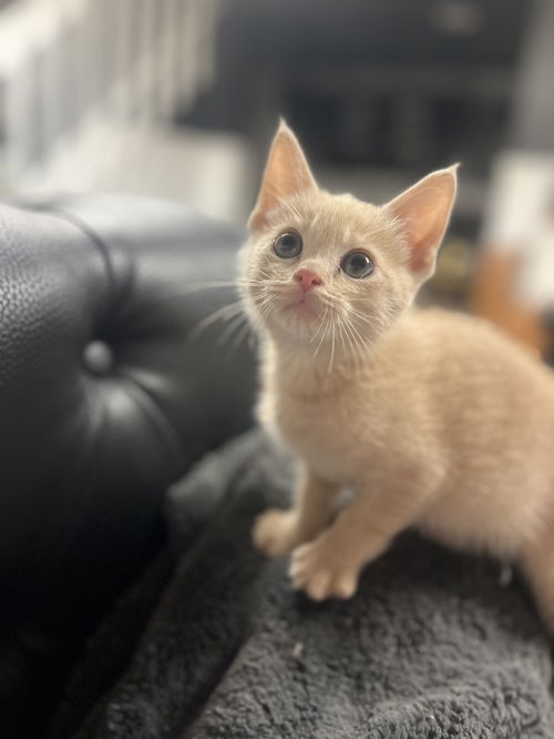 Tulip's Latte KITTEN