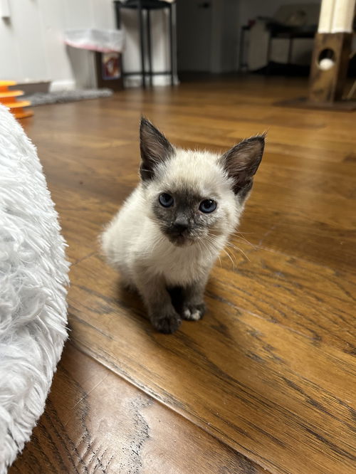 Tulip's Cappuccino KITTEN