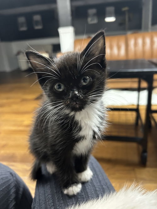 Tulip's Espresso KITTEN