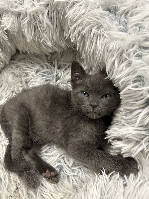 Tulip's Earl Grey KITTEN