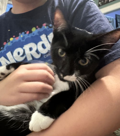 Dahlia's Max KITTEN