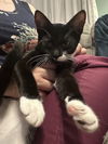 Dahlia's Max KITTEN