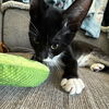 Dahlia's Max KITTEN
