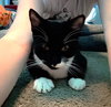 Dahlia's Max KITTEN