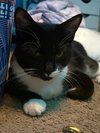 Dahlia's Max KITTEN