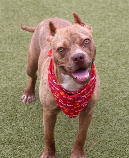 adoptable Dog in Rockaway, NJ named Hennessy Mini Pittie Athens