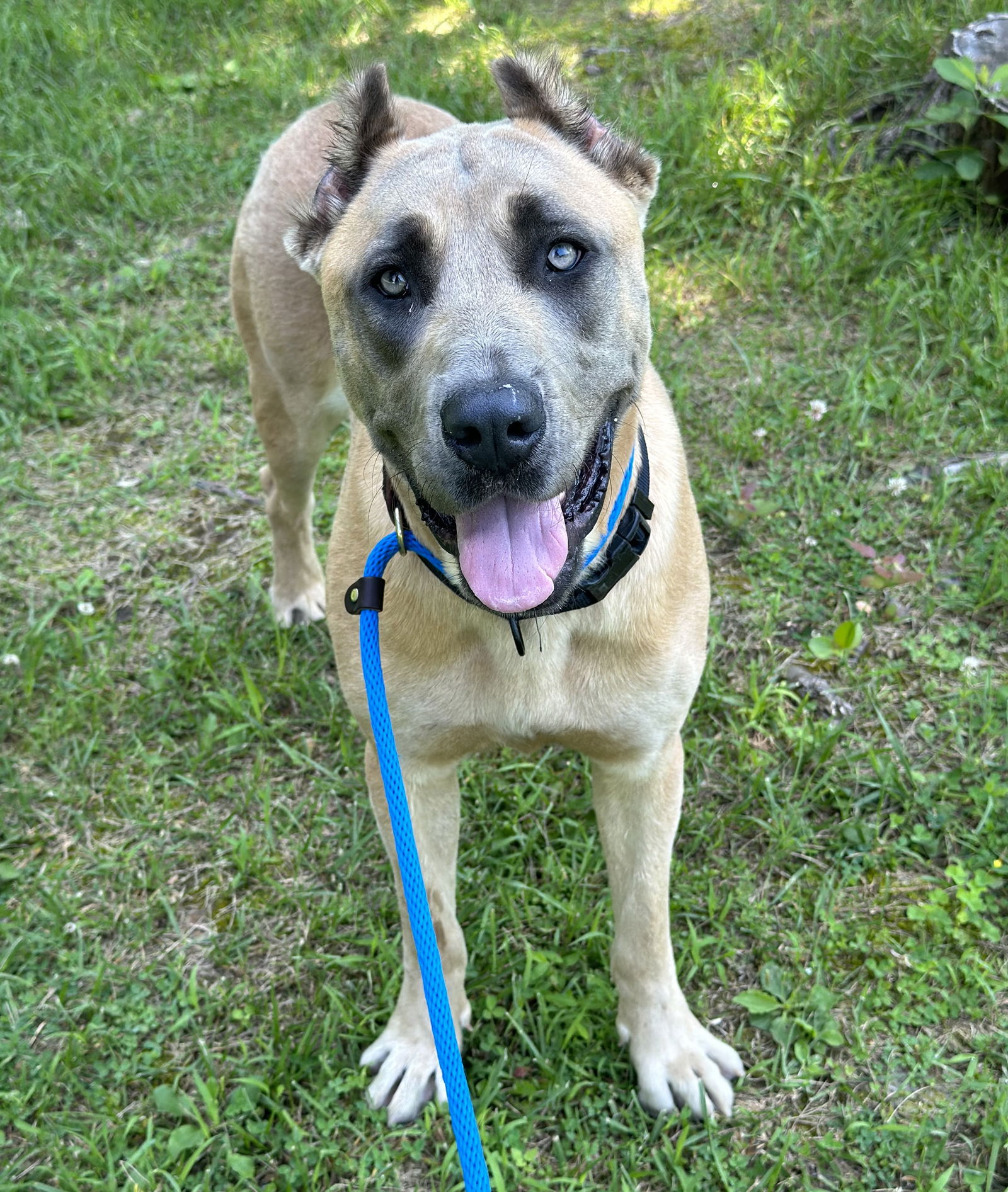 adoptable Dog in Rockaway, NJ named Luna Athens