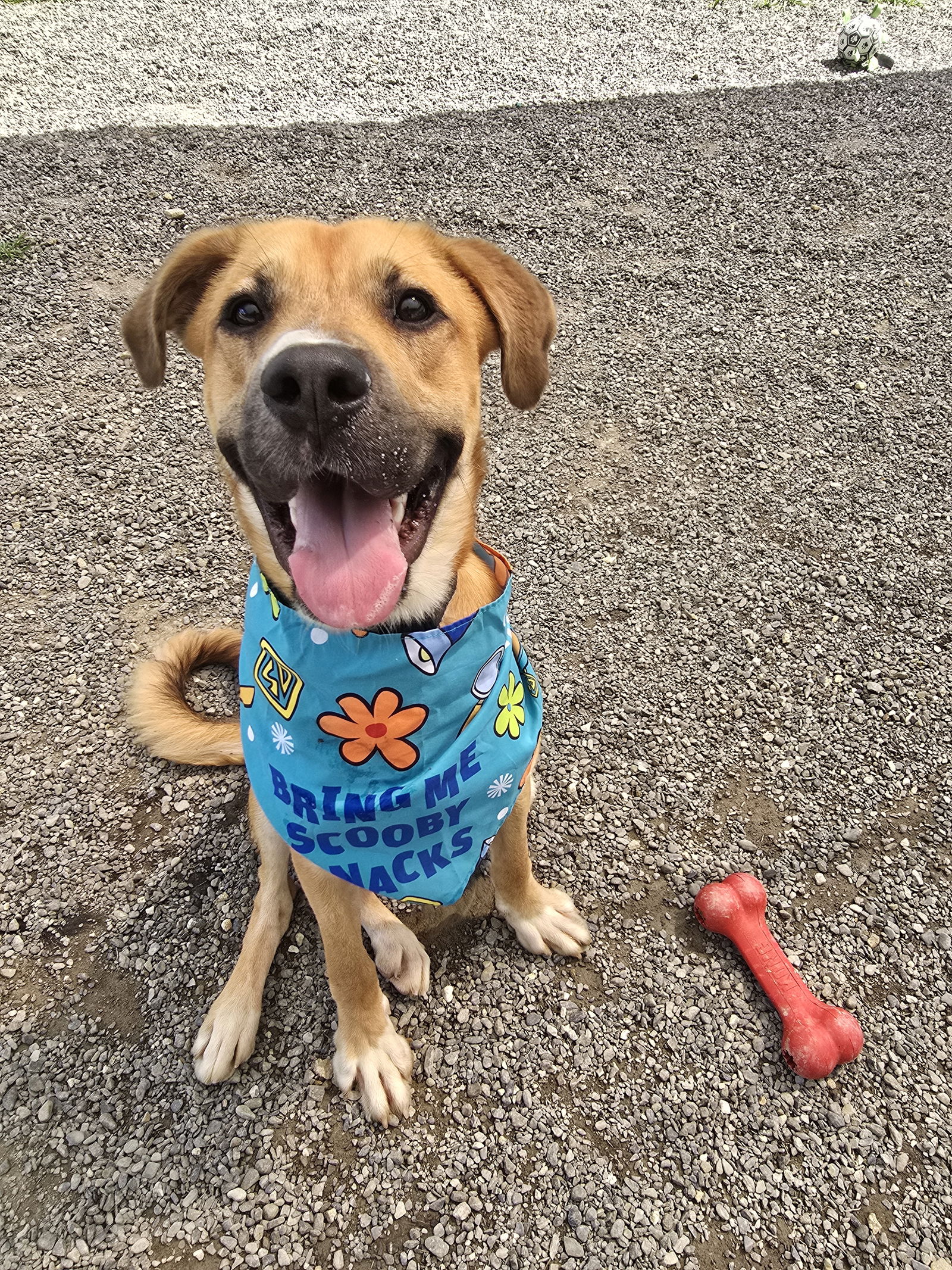 adoptable Dog in Rockaway, NJ named Nature Athens