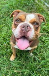 adoptable Dog in  named Dale Louisiana