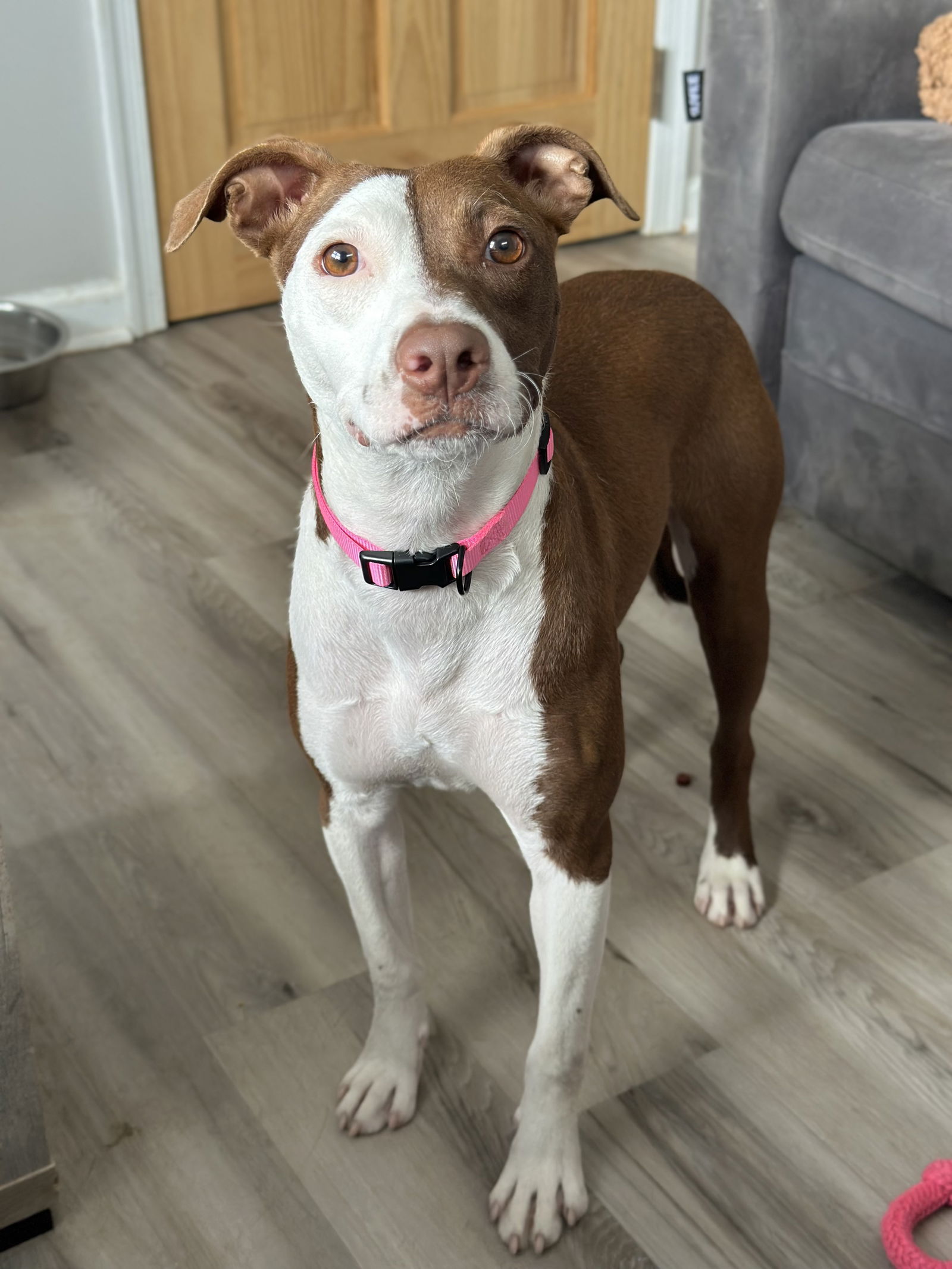adoptable Dog in Rockaway, NJ named Bree Louisiana