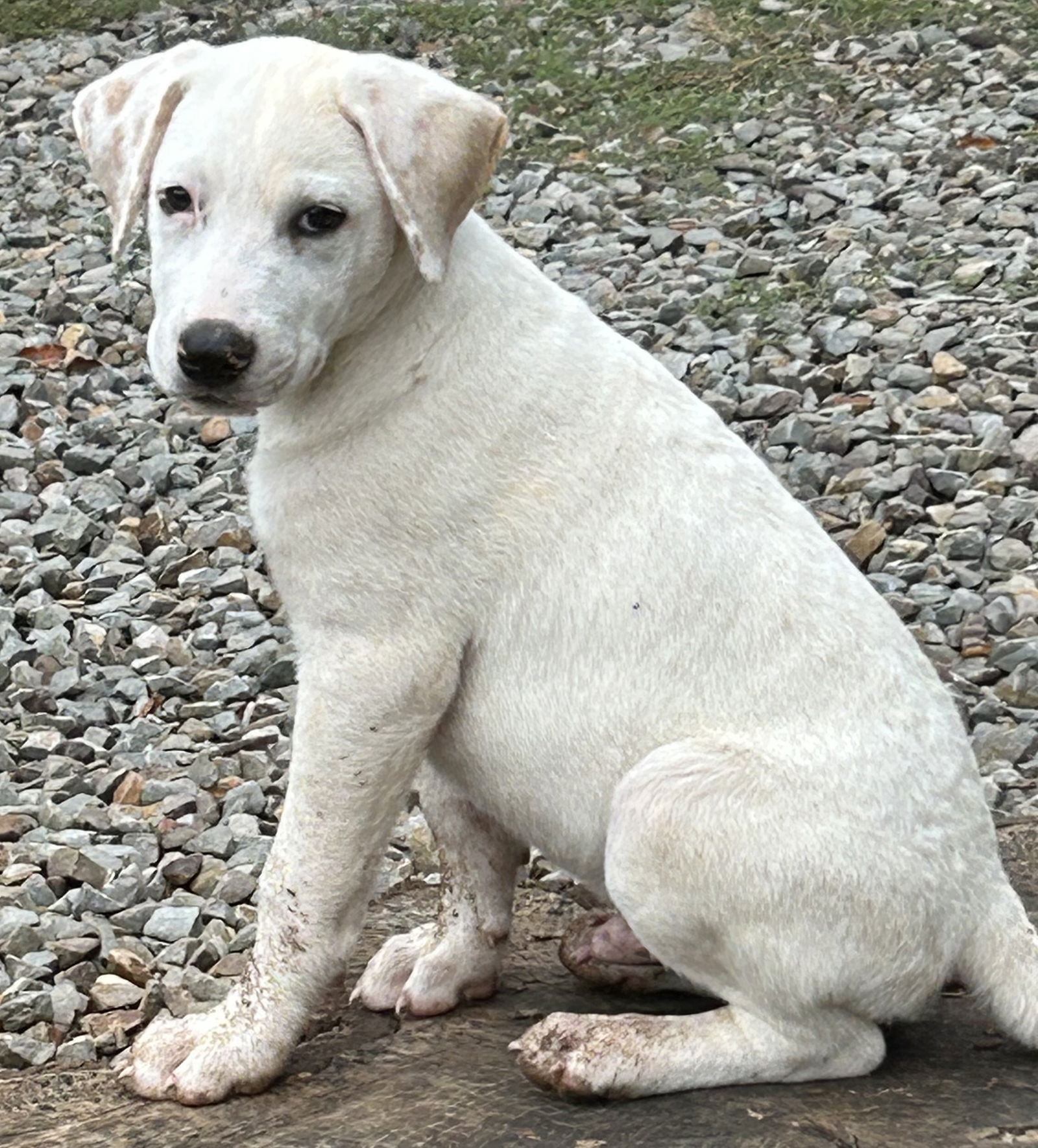 adoptable Dog in Rockaway, NJ named Griffin Lonestar
