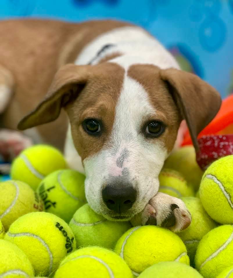 adoptable Dog in Rockaway, NJ named Ginger Lonestar