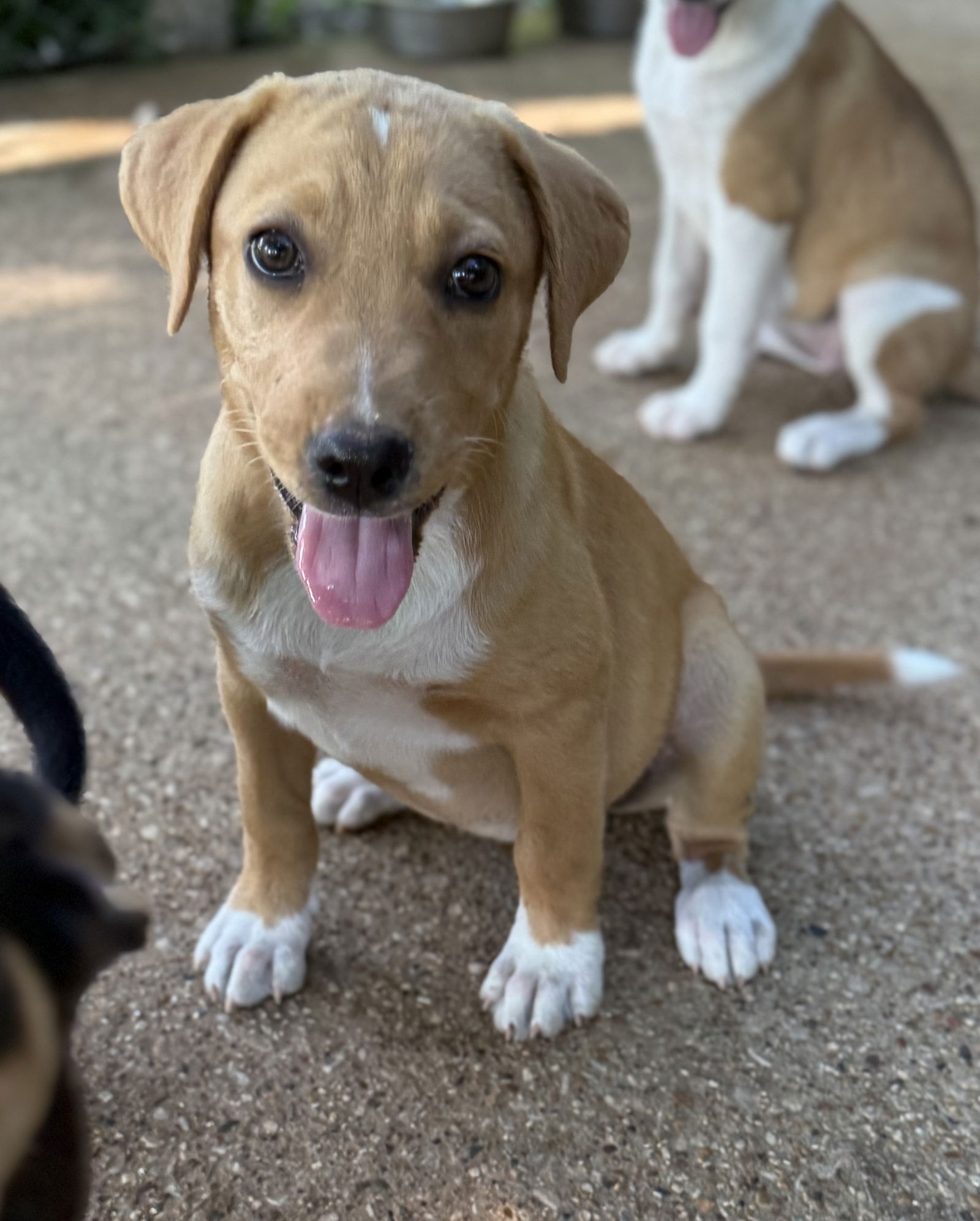adoptable Dog in Rockaway, NJ named Goldie Lonestar