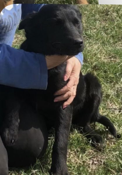 adoptable Dog in Rockaway, NJ named Aurora LPA
